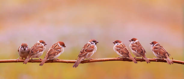 istock little chicks sparrows sit on a branch in a sunny garden 1313696990