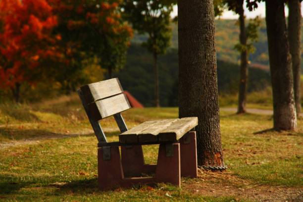 a lonely bench in the autumn park is waiting for visitors who want to sit down relax and think