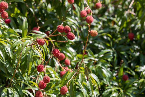 istock Fresh lychee on the tree. Lychee trees covered with Ripe Lychees. Ripe lychee fruits on tree in the plantation. 1313698659