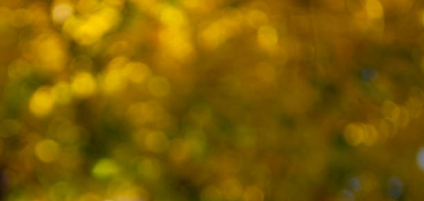 istock Colored Abstract Blurred Light Background. Light coming through the autumn leaves. 1313698969