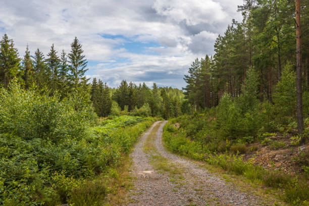vacker naturlandskapsvy över grusvägen i skogen. sverige. - skog sverige bildbanksfoton och bilder