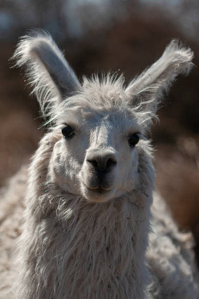 istock Close up of a white alpaca 1313699203