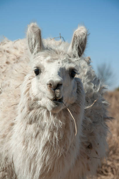 istock Close up of a white alpaca 1313699577