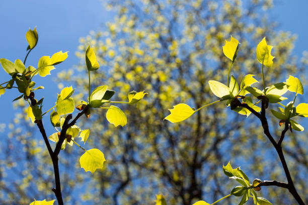 Tulip tree, Liriodendron, Liriodendron tulipifera young leaves on a tree branch, early spring