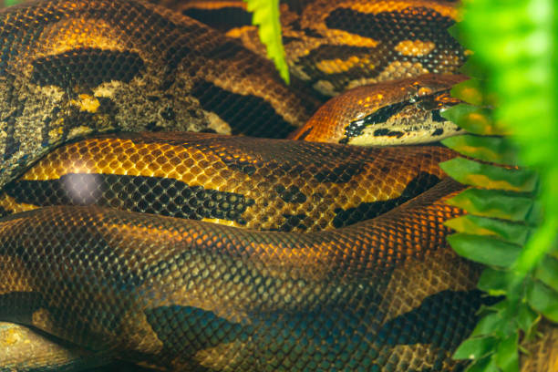 620+ Boa Snake Skin Pattern Texture Stock Photos, Pictures & Royalty