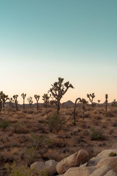 istock Joshua Tree National Park 1313701494