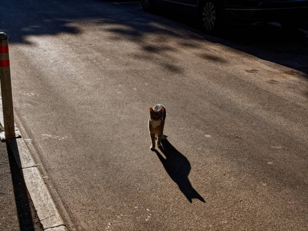 istock cat walks on the roadway 1313701702