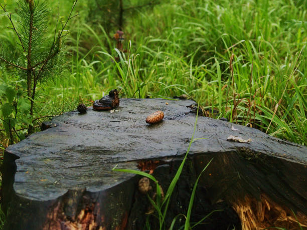 istock pine bump lies on the stump 1313701723