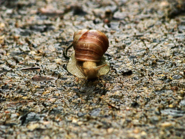 istock big snail crawls on the road 1313701777