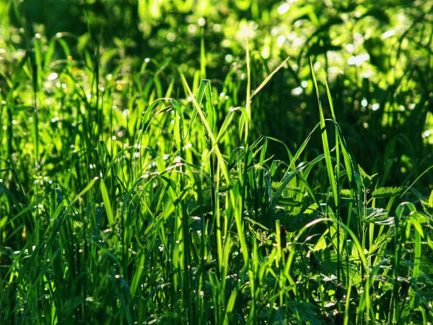 istock young grass in the bright light of the sunset 1313701888