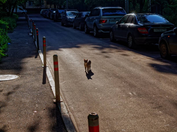 istock cat walks on the roadway 1313702624