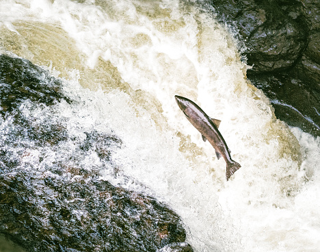 Close-up as an Atlantic Salmon attempts to jump up a waterfall to get upstream to spawning grounds on a river in Perthshire, in the Scottish Highlands.
