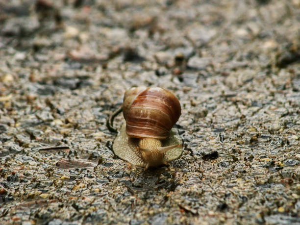 istock big snail crawls on the road 1313702793
