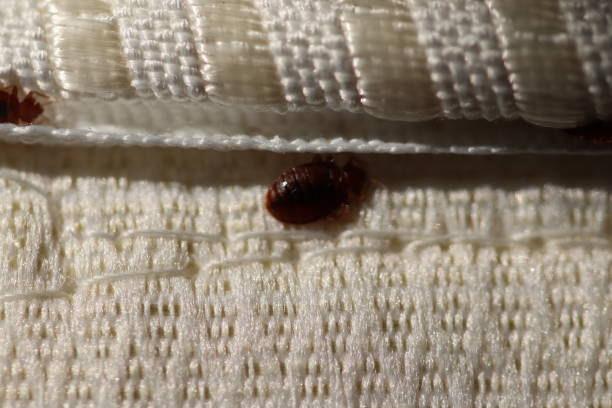 Bedbugs infestations Cimex Lecturalius infestation photos stock pictures, royalty-free photos & images