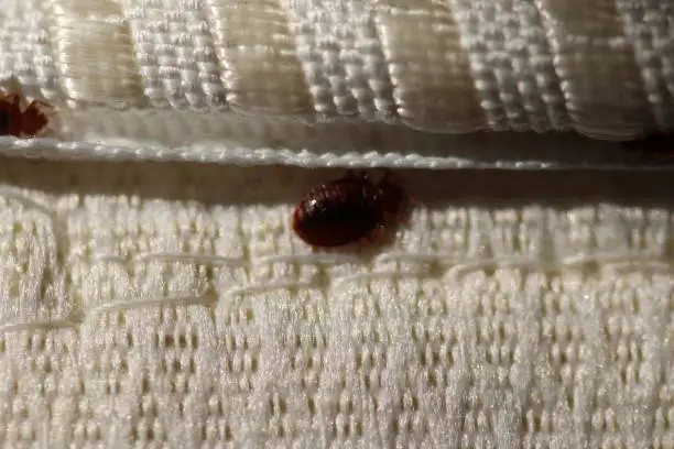 Photo of Bedbugs infestations