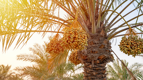 Detail of palm tree