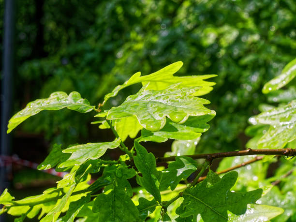 istock oak leaves with droplets after rain 1313703189