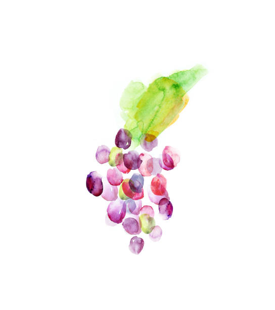 illustrazioni stock, clip art, cartoni animati e icone di tendenza di acquerello astratte uva grappolo bacche - grape red grape red farmers market