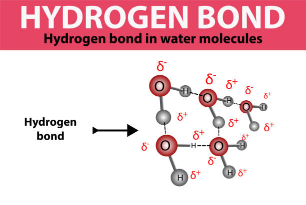 ilustrações, clipart, desenhos animados e ícones de ligação de hidrogênio em moléculas de água. ligação de hidrogênio - hydrogen bond