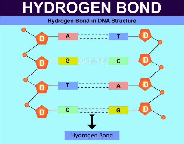 ilustrações, clipart, desenhos animados e ícones de ligação de hidrogênio na estrutura de dna. ligação de hidrogênio. estrutura do dna - hydrogen bond