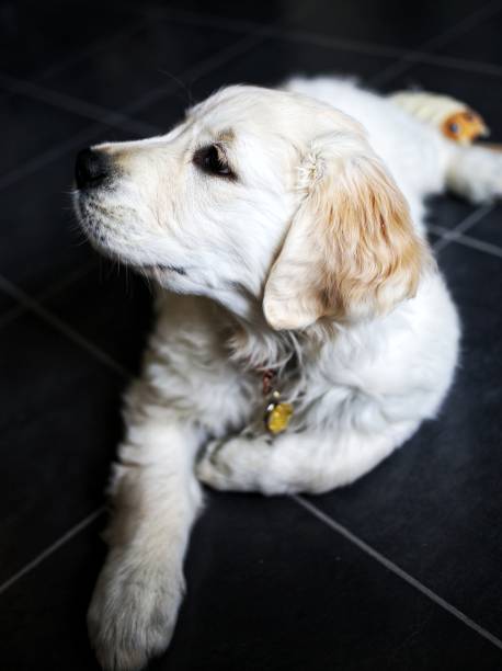 istock Golden retriever puppy portrait 1313705964