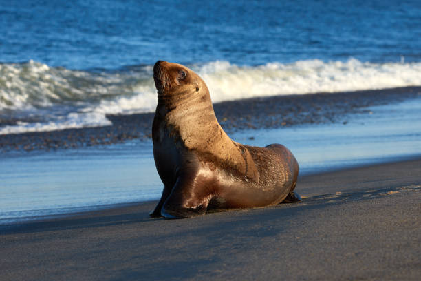 istock One young sea lion on sandy beach, Sakhalin island 1313705999