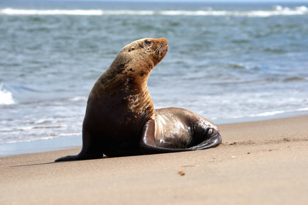 istock One young sea lion on sandy beach, blue wave sea background 1313706083