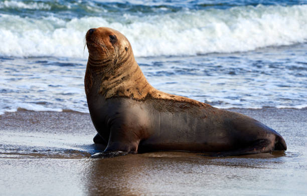 istock One young sea lion on sandy beach, blue wave sea background 1313706094