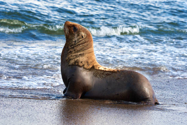 istock One young sea lion on sandy beach, blue wave sea background 1313706117