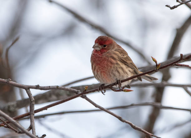 istock Winter scene with a House Finch 1313706329