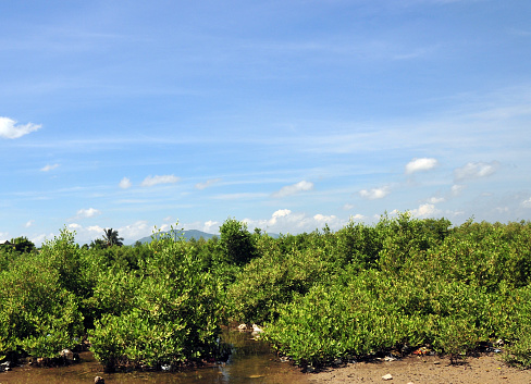 Fort-Liberté, Nord-Est Department, Haiti: mangrove forest in Manon river estuary on the Caribbean Sea - Mangrove ecosystems regulate natural processes and maintain the biological diversity of coastal areas, apart from being spawning grounds for fish, they mitigate storm surges and store twice as much carbon as rainforests, thus slowing global heating.