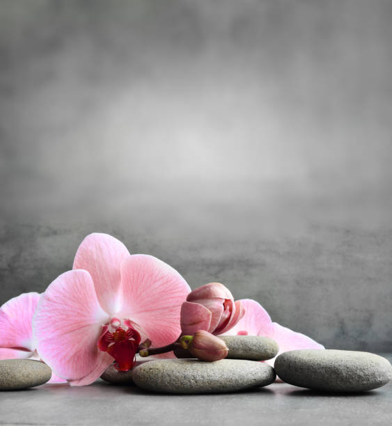 Spa stones and pink orchid on the grey background.