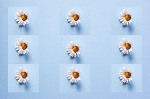 Daisy flower on bright light blue background. Spring motive