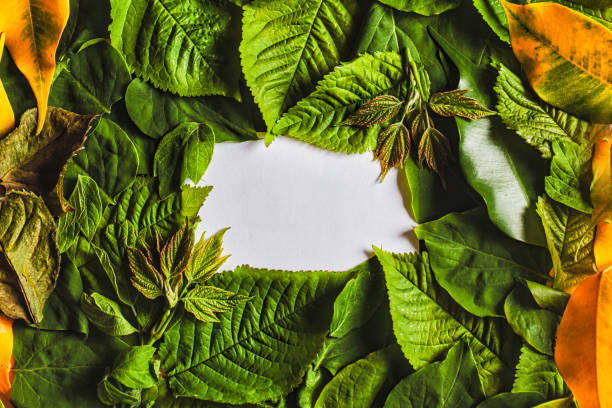 istock Creative layout made of leaves and flowers with paper card note 1313706767