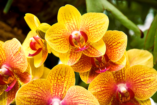 Yellow Striped Phalaenopsis Orchid blossom at orchids nursery, Chiangmai Thailand.