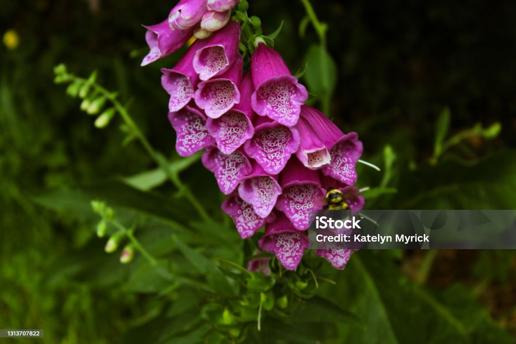 Foxglove Purple foxglove flower with a bee Foxglove Stock Photo