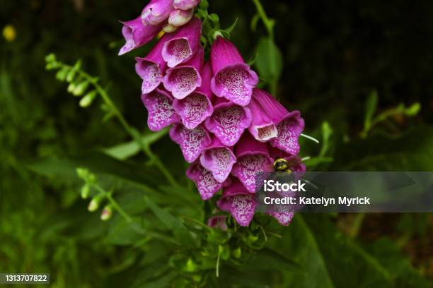 Foxglove Stock Photo - Download Image Now - Foxglove, Purple Foxglove, Bee