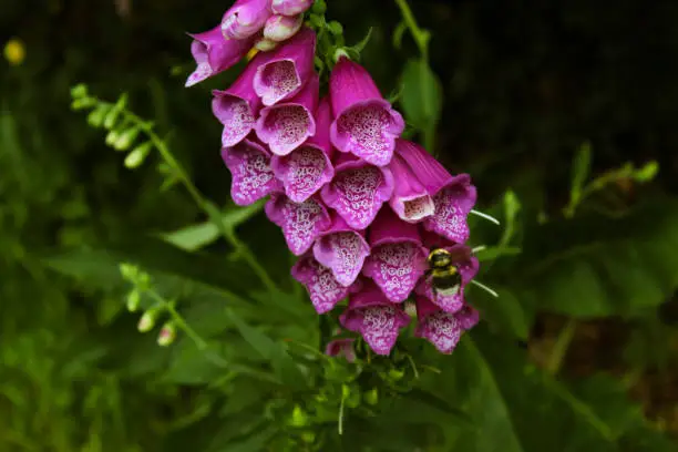 Purple foxglove flower with a bee