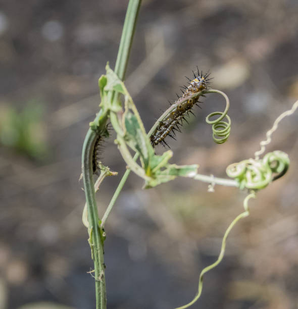 istock Agraulis vanillae, caterpillar, eating plants 1313708087