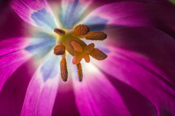 istock Inside of a colorful tulip 1313708530