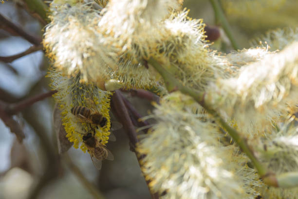 Catkins on a willow tree in a spring forest.