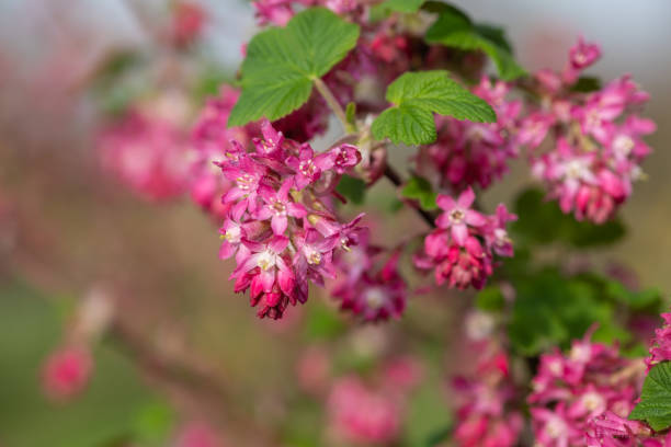istock Red flowering currant (ribes sanguineum) flowers 1313710394