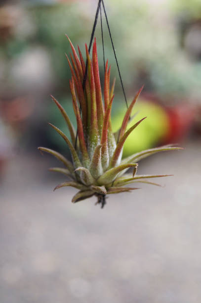 Selective focus of a Tillandsia Brachycaulos