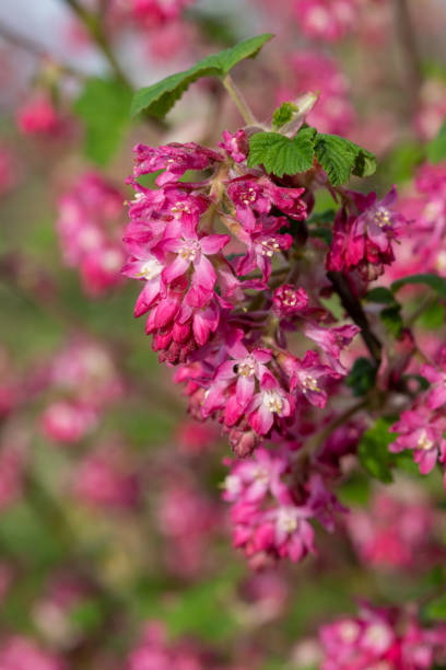 istock Red flowering currant (ribes sanguineum) flowers 1313711322