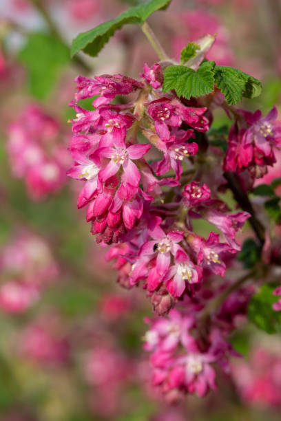 istock Red flowering currant (ribes sanguineum) flowers 1313711827