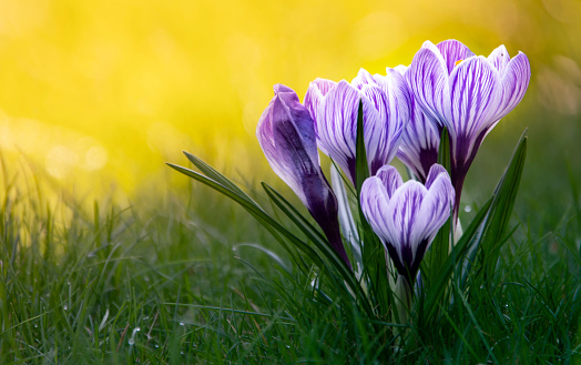 First purple crocus flower of the season in a Connecticut yard, blooming just before winter ends, another small piece of evidence of global warming, with center focus and blurry foreground/background