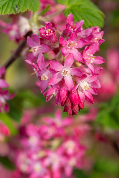 istock Red flowering currant (ribes sanguineum) flowers 1313712856