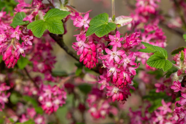 istock Red flowering currant (ribes sanguineum) flowers 1313713201
