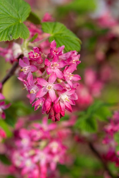 istock Red flowering currant (ribes sanguineum) flowers 1313713480