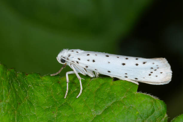 yponomeuta o anteriormente hyponomeuta malinellus el armiño de manzana, polilla de la familia yponomeutidae plaga en huertos. - insect moth nature ermine moth fotografías e imágenes de stock